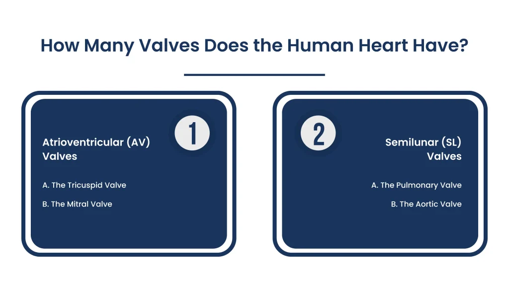 how-many-valves-does-the-heart-have